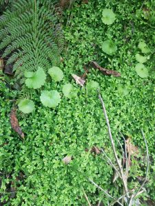 17-selaginella @Natividade Anastácio
